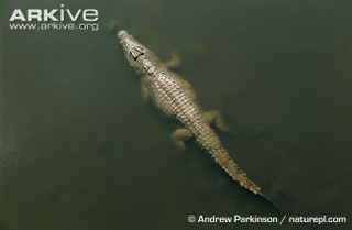 Illustration for article titled Sunday Crocodilian - Crocodylus niloticus Edition